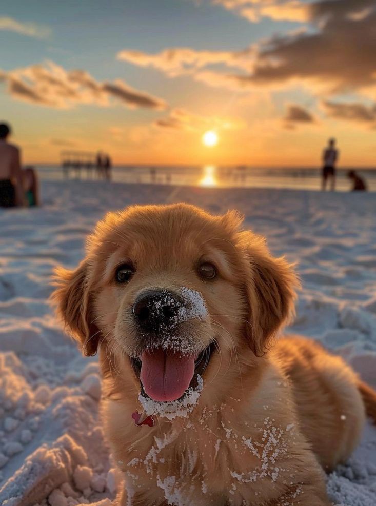 Puppy are enjoying it the sea beach 😜😂🥰