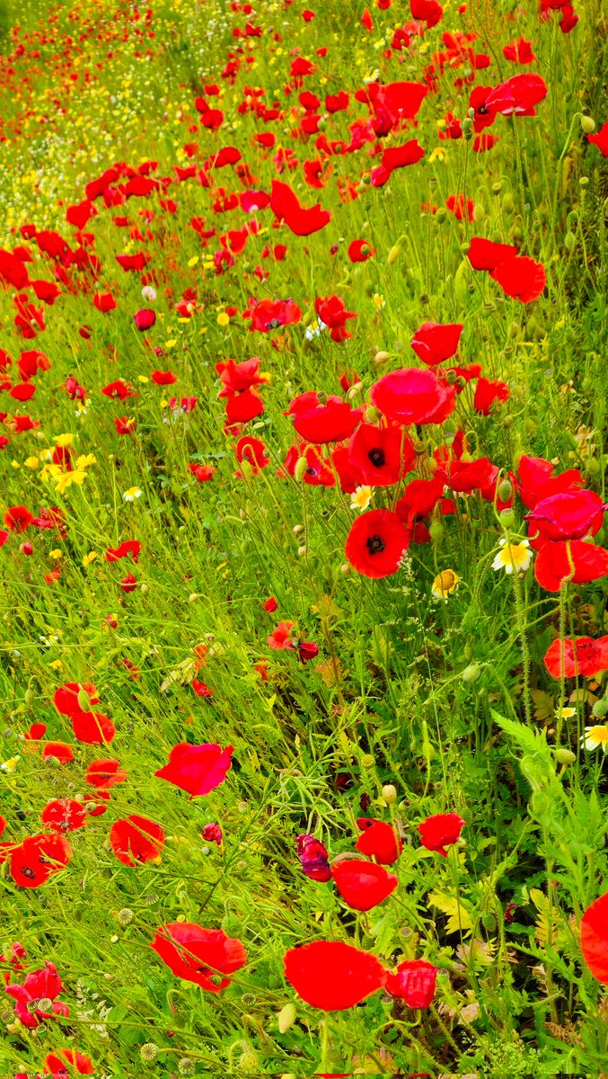 Wild flowers ❤️💛💚
#wildflowers #midgehall #weather #loveukweather #Preston #lancashire #colours #color #nature #NaturePhotography #NatureBeauty #naturelovers #sky #poppy #wildpoppy #flowers #flower #red #green