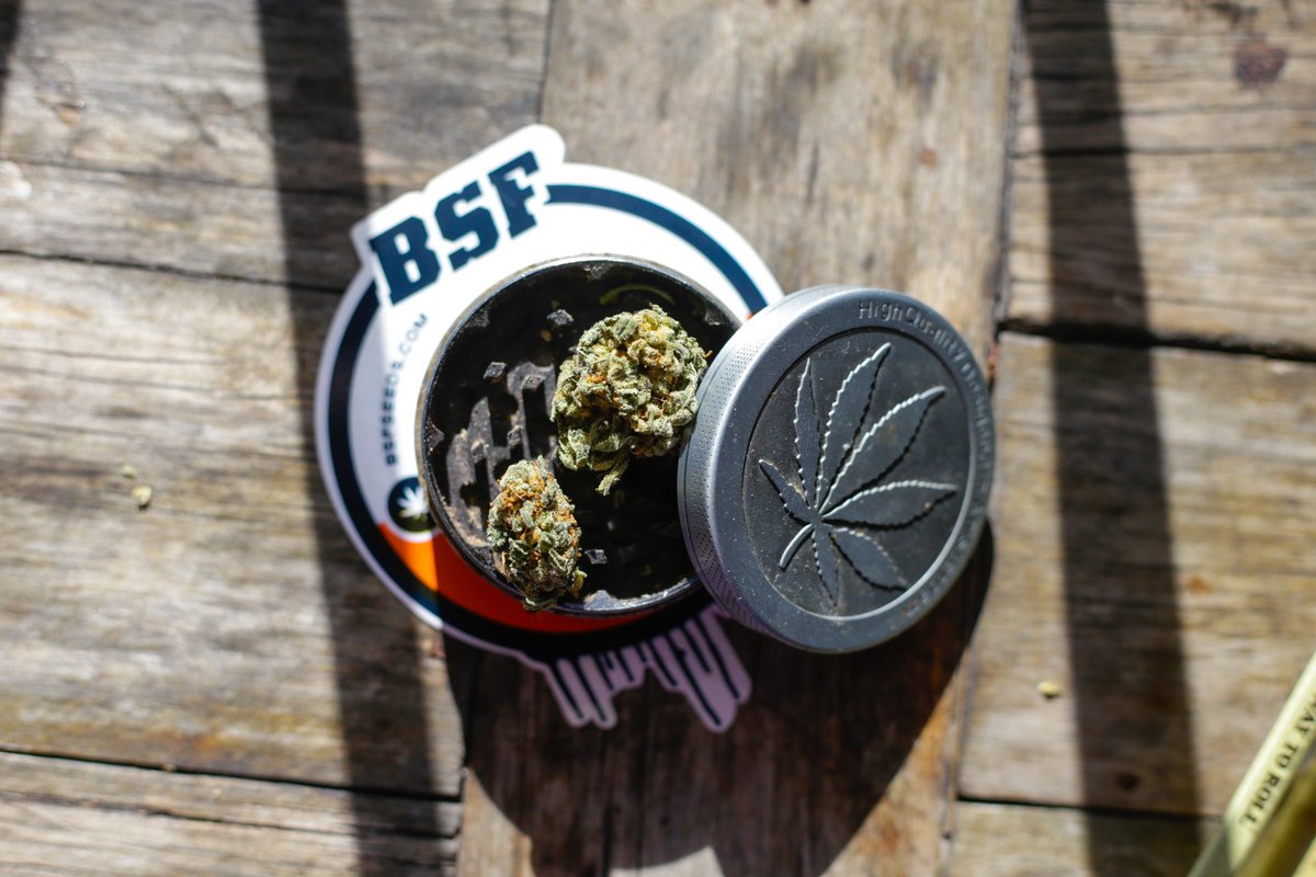 bsfseeds tweet media