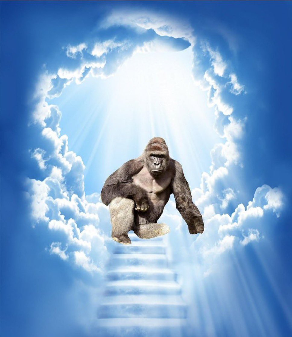 Eight Years Ago Today we lost Harambe