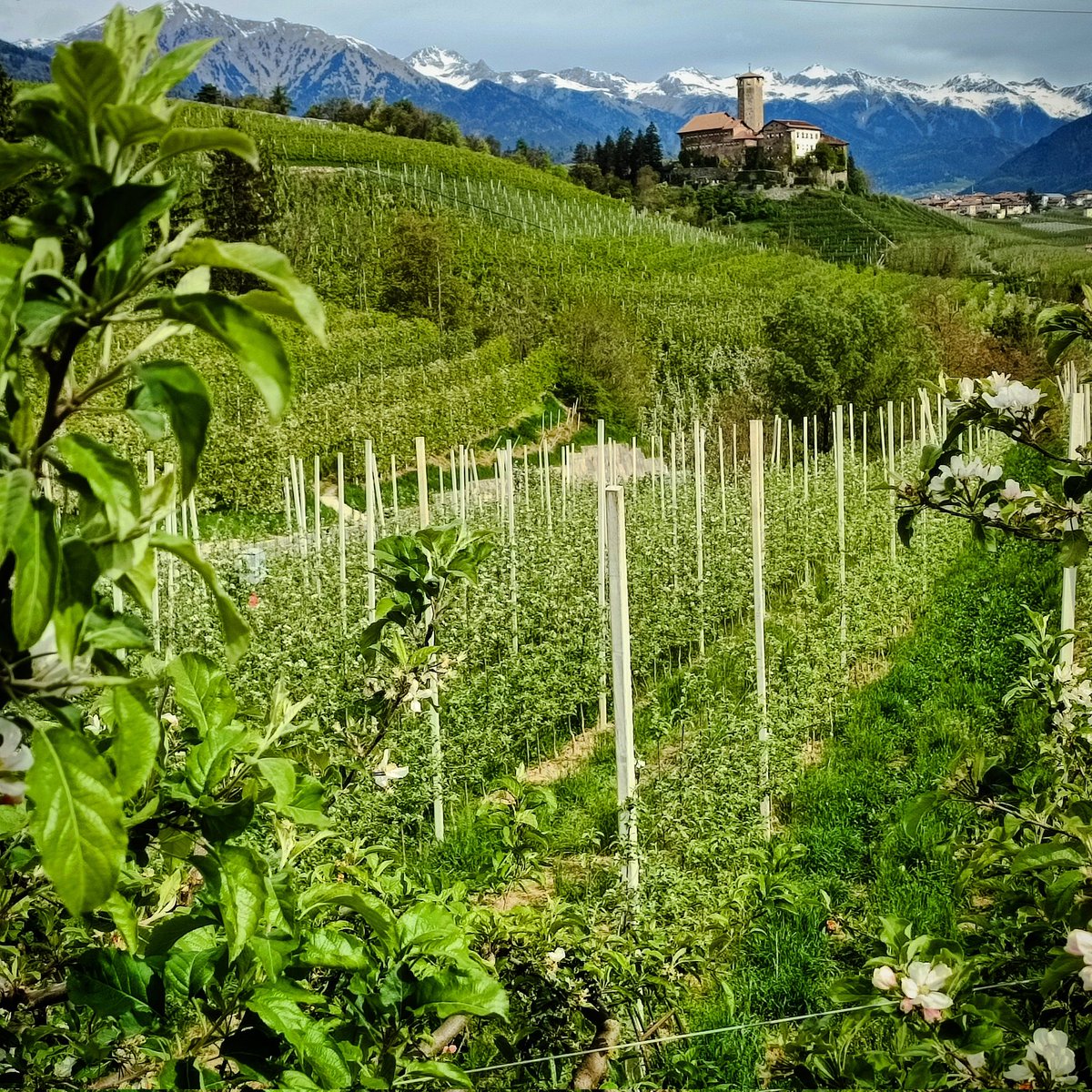 Eventi: 4 Ville in Fiore
#trentino #tassullo #valdinon #visittrentino <a href="/VisitTrentino/">Visit Trentino</a> <a href="/ValdiNon/">Val di Non</a>