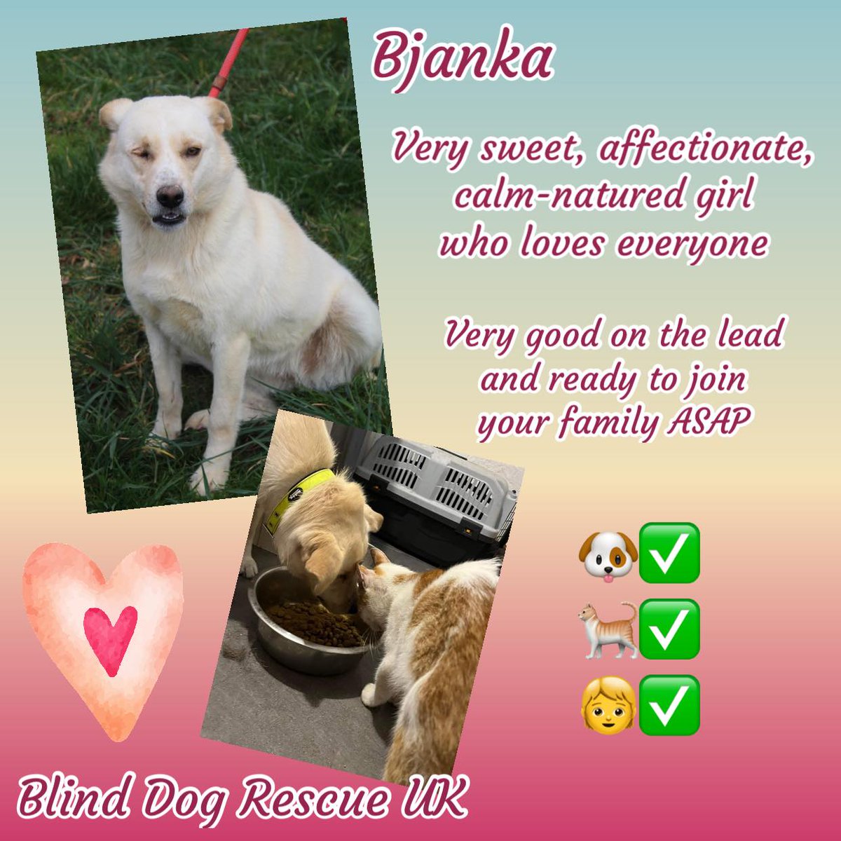 #rehomehour BJANKA is around 1yo & partially sighted due to one of her eyes being removed. She has a very calm nature, is affectionate, very sweet, & loves everyone. She is good with cats & other dogs, & also good on a lead. Bjanka is looking for a home where she can be part of