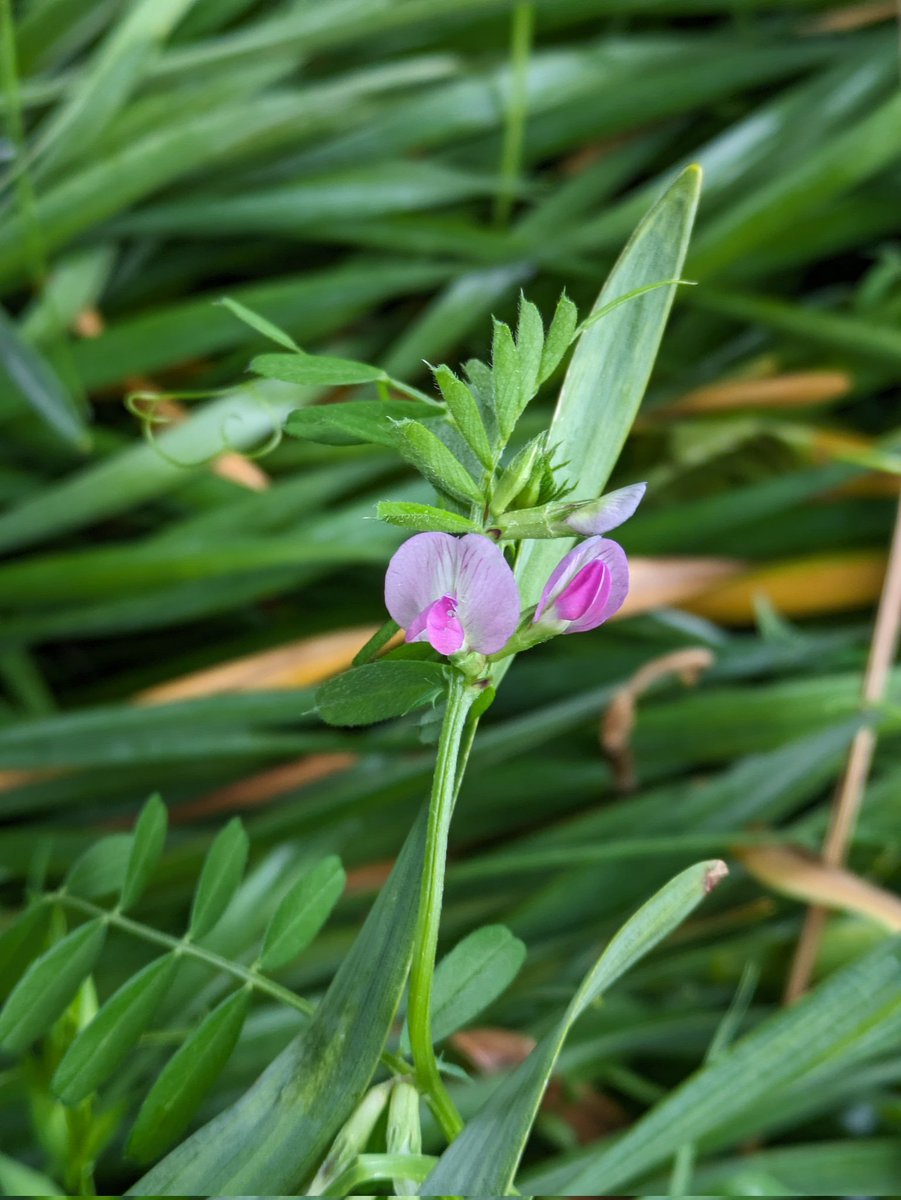 One that is often overlooked for me I think. Vicia sativa (Common Vetch) at University of Galway. Ieally love the delicate pea flowers on this one! #Botany @BSBIbotany