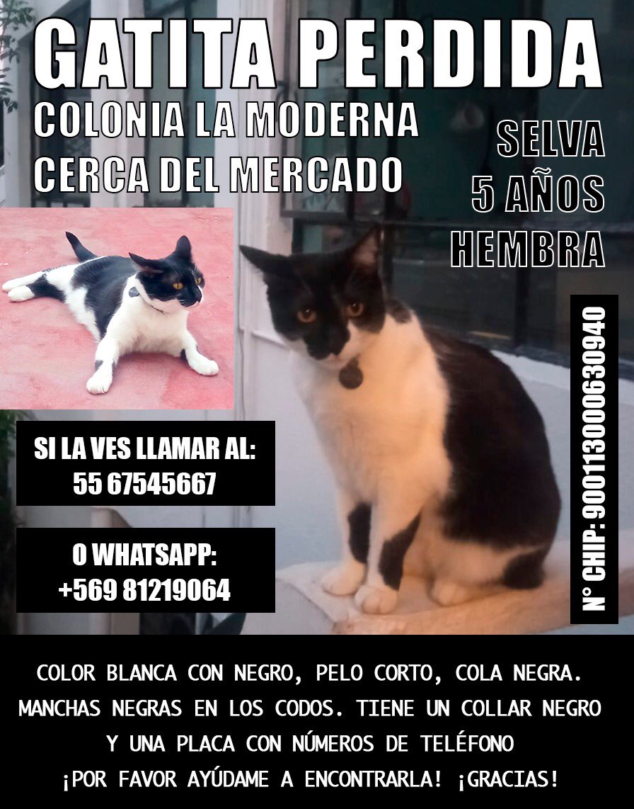 Gatita perdida! Ayúdanos a encontrarla