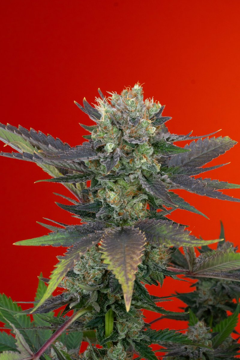 bsfseeds tweet media