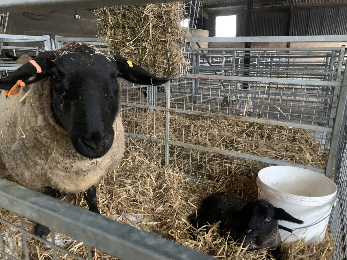 they soon grow up mum! 11 weeks of grass, milk, rain &amp; the odd flash of sun. <a href="/sheep_suffolk/">Suffolk Sheep Society</a> #performacerecorded #bentley #sheep365