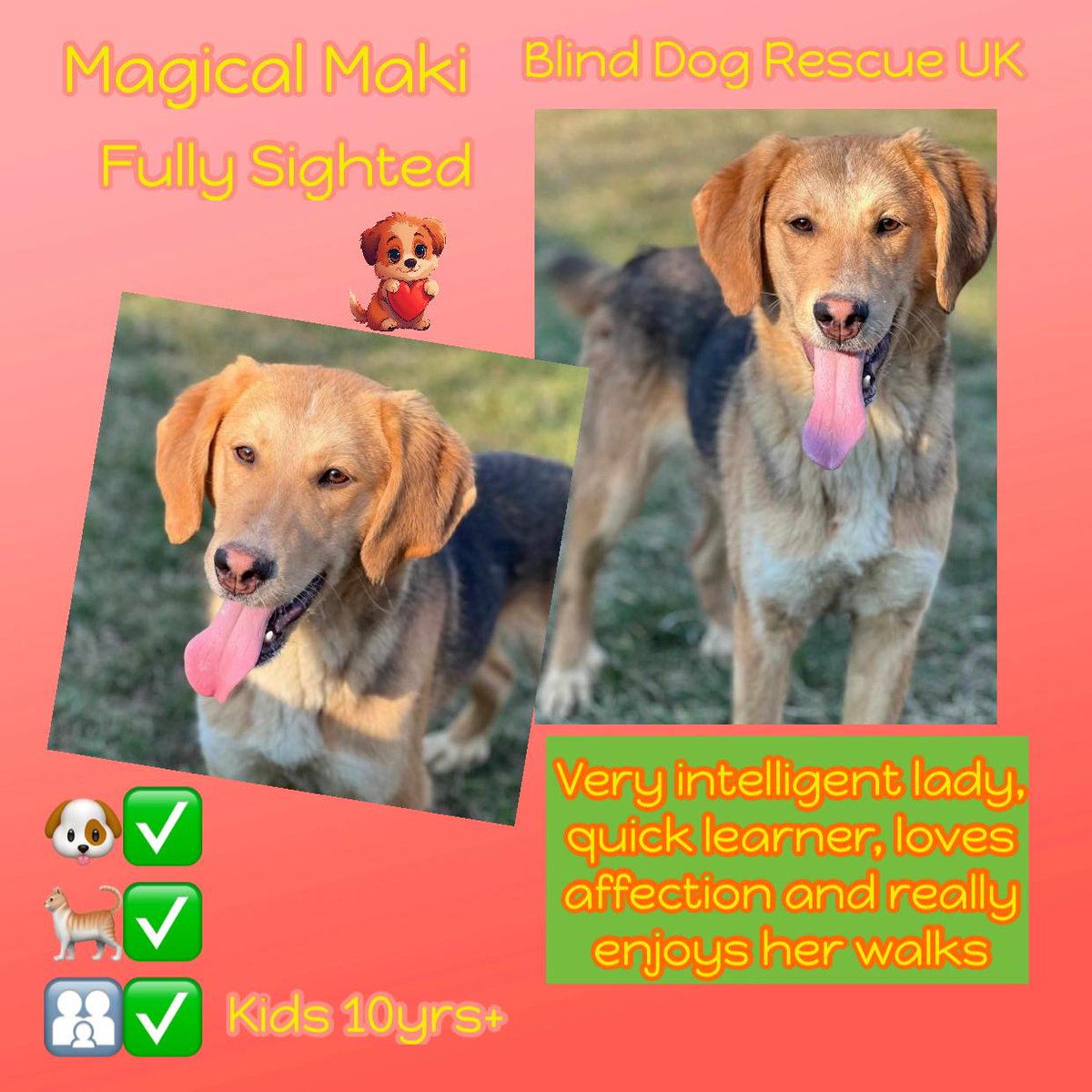 #rehomehour MAKI is around 9mo & fully sighted. She enjoys being stroked, is intelligent, a quick learner, & loves to run & play with her toys. She walks well on a lead & can wear a collar & harness. Maki is good with other dogs, cats, adults & children. All in all this young