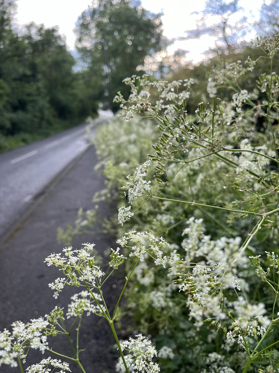 Had an #EveningWalk down to the edge of the woods, joyous birdsong, wood smoke drifting across the lane, everything soaked from the earlier rain 🍃💦🌿