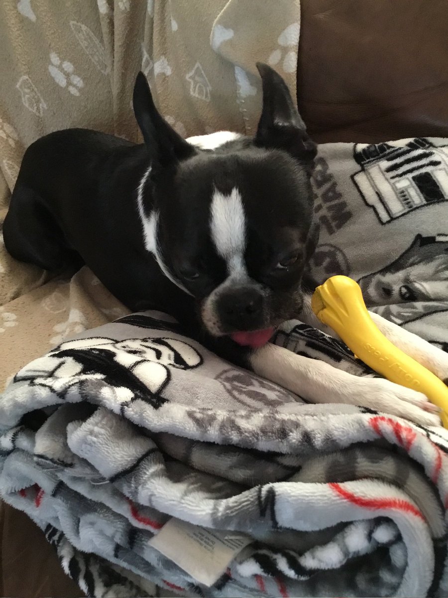 Dis bees my “youse say it’s #TongueOutTuesday but feels like Monday” face…oh well, me had a blast dis long weekend!

#dogsoftwitter #dogsofx #bostonterrier #Scribblepugtot