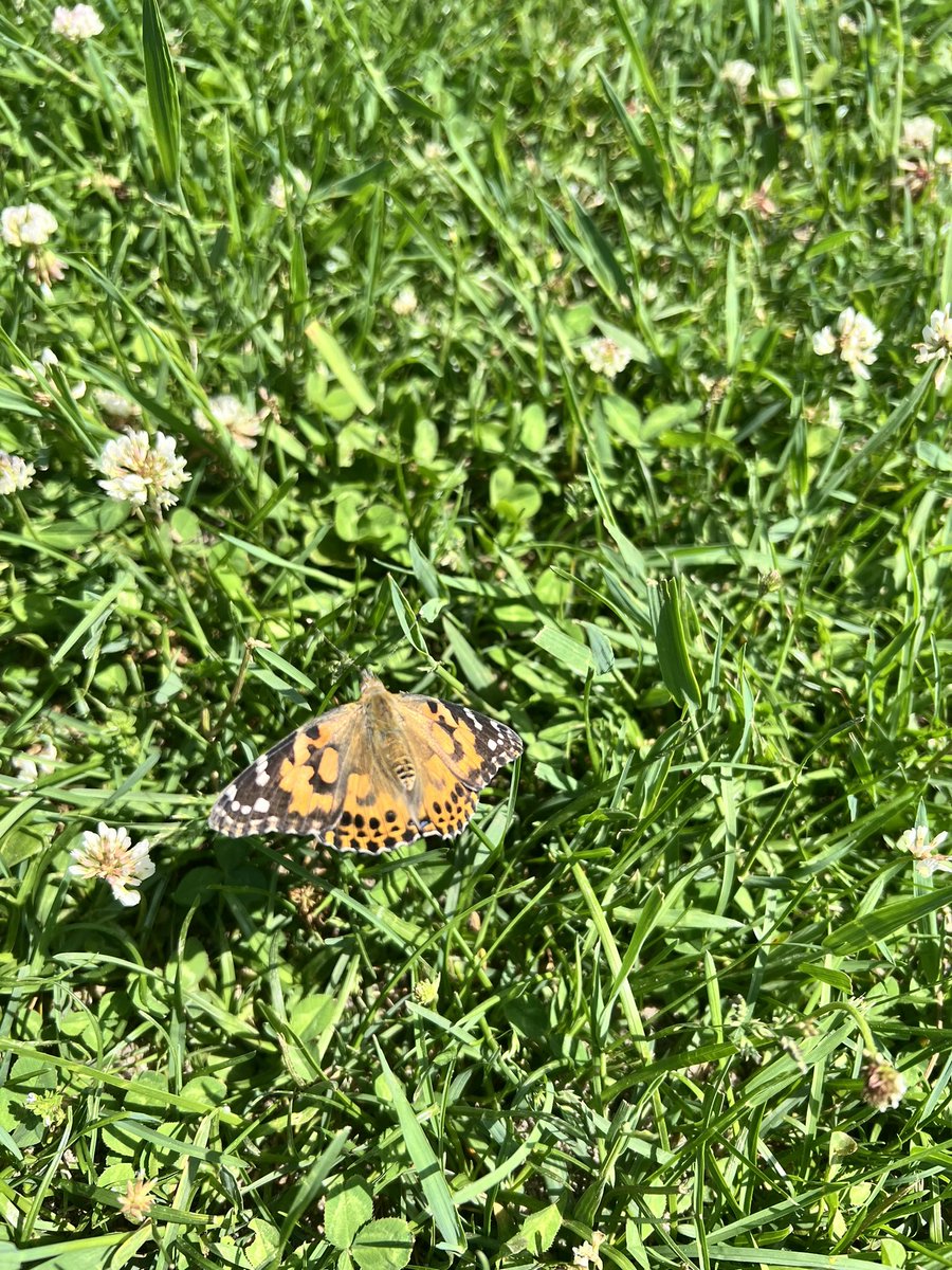 We released our butterflies today with Mrs. Mergner’s and Mrs. Hanhart’s friends 🦋🩷#prek #butterflies #barnegatinspires 🤍🧡🖤