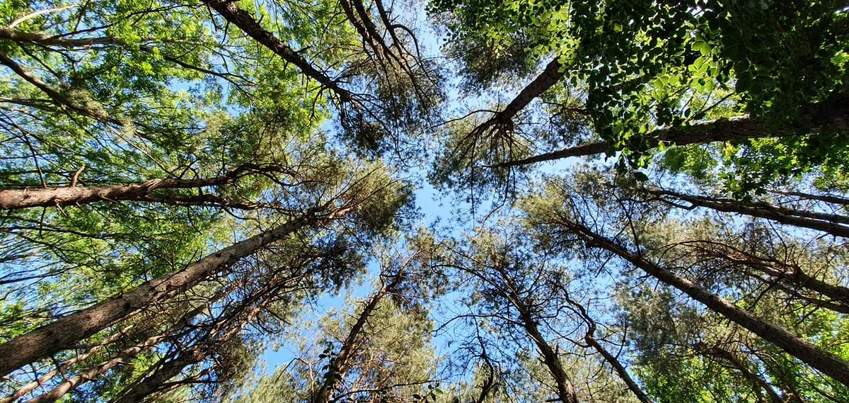 Looking up, I see a canopy of life – each branch reaching for the sky, every leaf whispering a story. What do you see? 🌳🌲 #NaturePerspective #ForestGaze