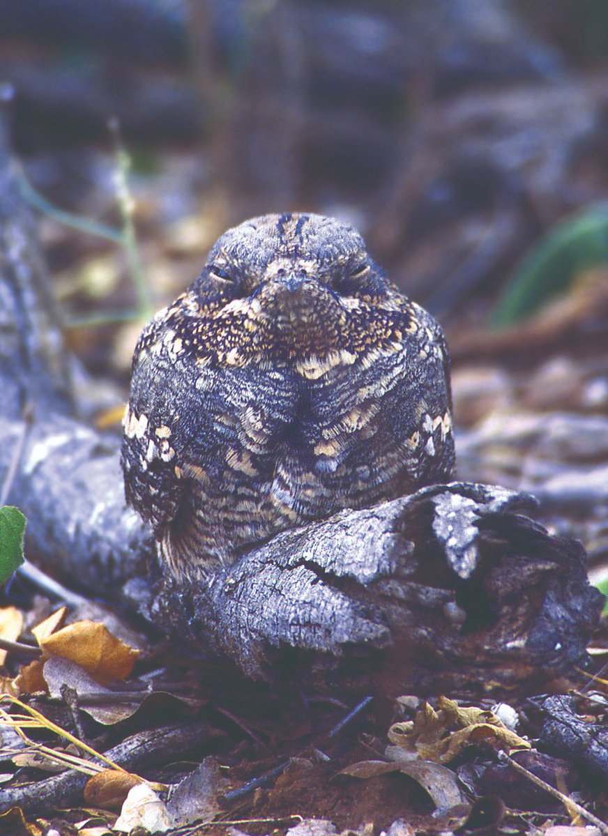 When someone is trying to expose all of your mysterious, mysterious secrets...

Nightjar📷Neil Aldridge 
#Springwatch