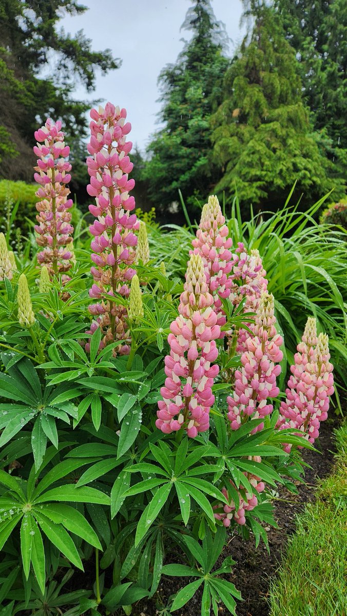 Lupine