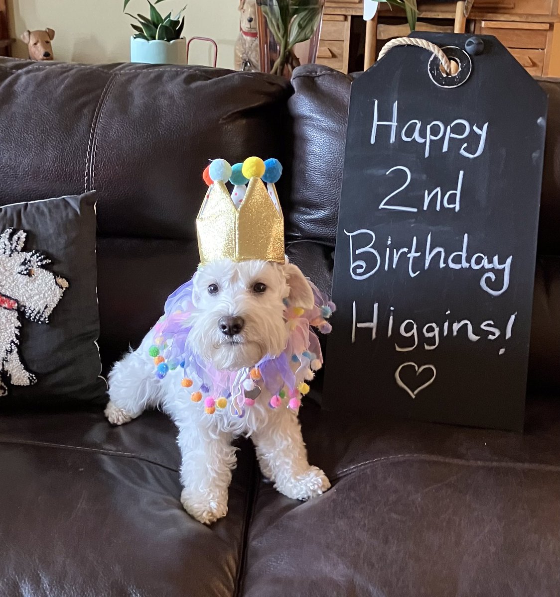 amylindman's tweet image. It’s my birthday and my mom made me wear this dumb hat and stupid frilly girly thing around my neck. I did get some extra treats though. #Schnauzergang #DogsofTwittter