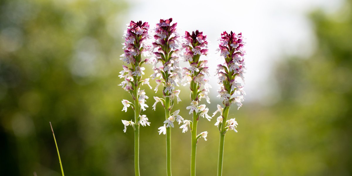 JoeHobden's tweet photo. Saturdays pilgrimage to visit Martin Down NNR. Burnt Tip Orchids being the next target of the year for me. The usual colony in good shape. Further afield I managed to find my own Burnt Tips in the long grass. Plenty of Marsh Fritillary to boot. https://t.co/yYSLI5cWFU