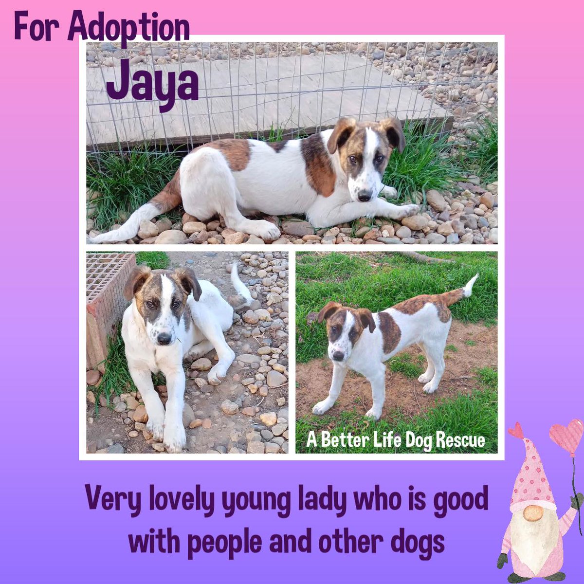 #rehomehour 6mo JANORA & her sister JAYA were born near a garage, along with their three brothers. Workers there kept the little family safe until the pups grew & started wandering off. The workers found adopters for the three boys but couldn’t find homes for the two girls so one