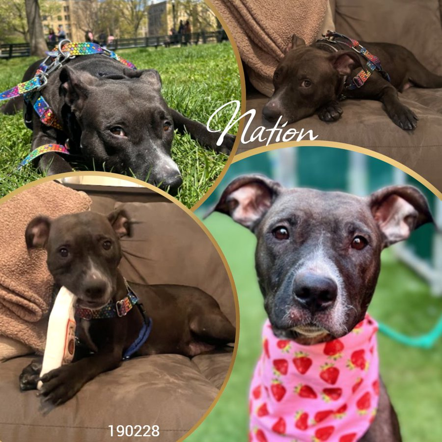 🚨 Last call for super cute Nation, who got no attn so now they will kill her. Sweet, loyal, affectionate, snuggly, playful, energetic. Initially found pregnant & abandoned in apt in Jan, earned best behavior score. Looking to be a solo pet. Anyone for Nation? *Watch her videos*