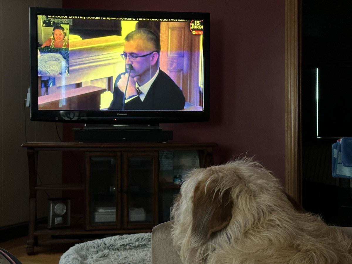 My dog Scout watching the Karen Read trial. She fell asleep during the pathologist. So did I.