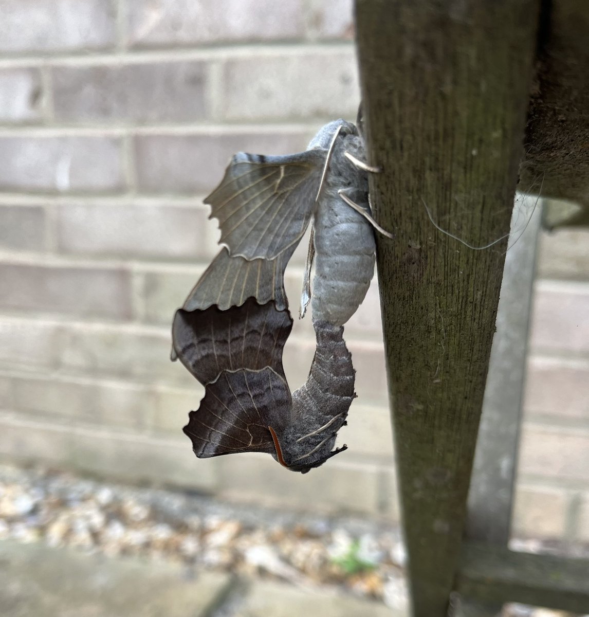 awaysue's tweet photo. Fabulous find in my garden just hanging around on a chair. Poplar hawk-moths #mothmonday #springwatch @BBCSpringwatch https://t.co/a0PKOQJ2SZ