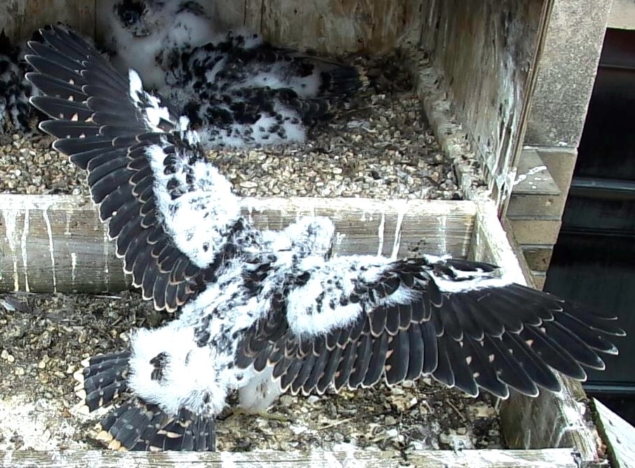 Wings of Justice! As their white feathers are released on the winds like dandelion puffs, their beautiful brown feathers appear. cp #ROC #peregrine #falcon