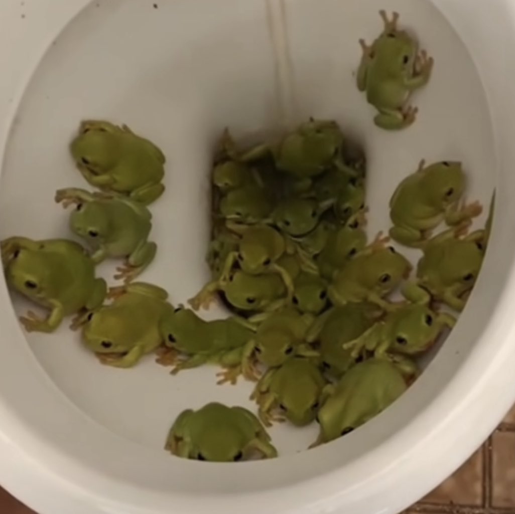 FuckingBBastard's tweet image. ⠀ ⠀
⠀ ⠀ ⠀ He screams (not at all masculine), from the bathroom of the mansión.

⠀⠀— ⠀   GIORNO, GET YOUR FUCKIN' DISNEY- PRINCESS-ASS OVER HERE AND GET RID OF THIS FROGS RIGHT NOW.ᐟ.ᐟ.ᐟ 
⠀ ⠀