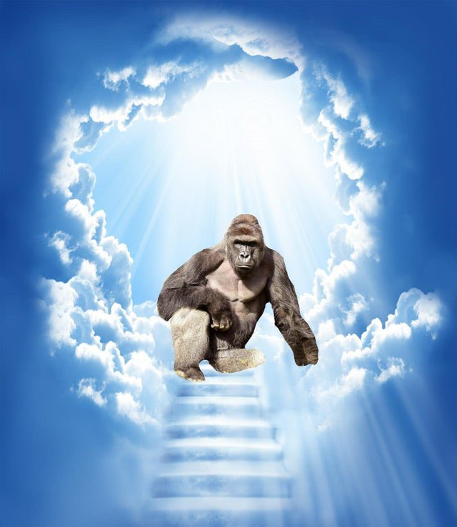 dogeofficialceo's tweet photo. Harambe died 8 years ago, today. 🕊️

To commemorate him, here’s a thread of some of the best Harambe memes. 👇 https://t.co/1WArhfDDRY