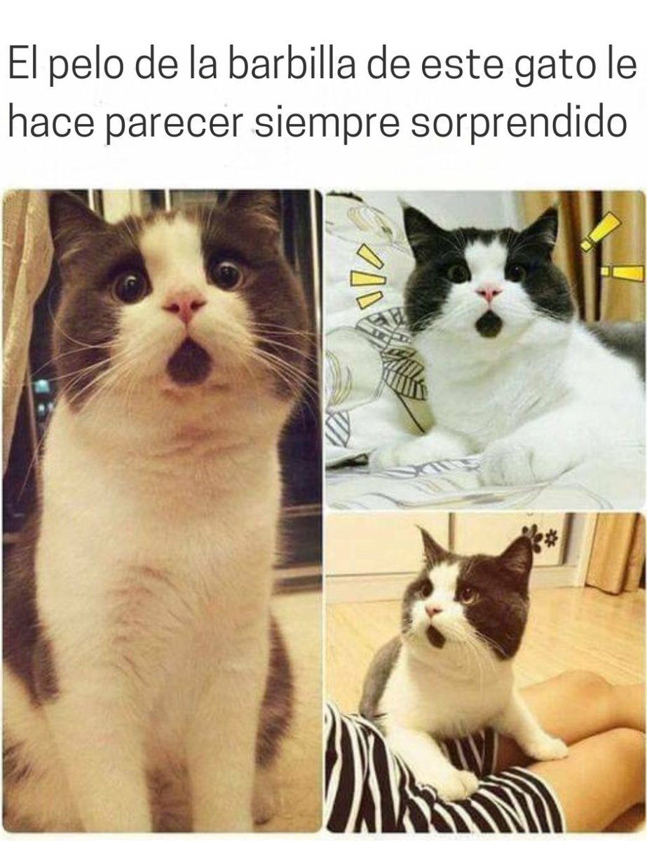 Esos gatos locos (@esosgatoslocos) on Twitter photo 