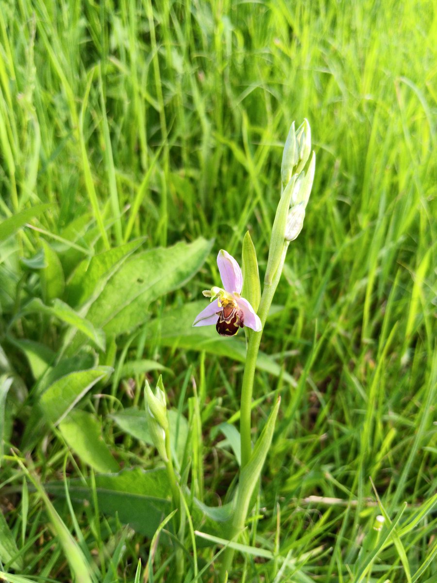 martinBlake10's tweet photo. #SpringWatch bee orchid. #Suffolk https://t.co/ulZLiFMPh8