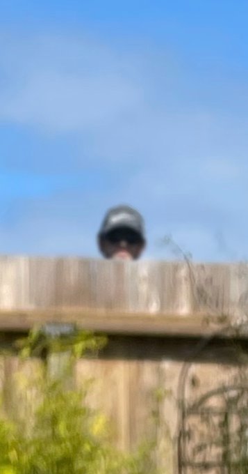 2 pic. caught my neighbor looking over the fence LMAOOOOO https://t.co/6LWIKcrwjP