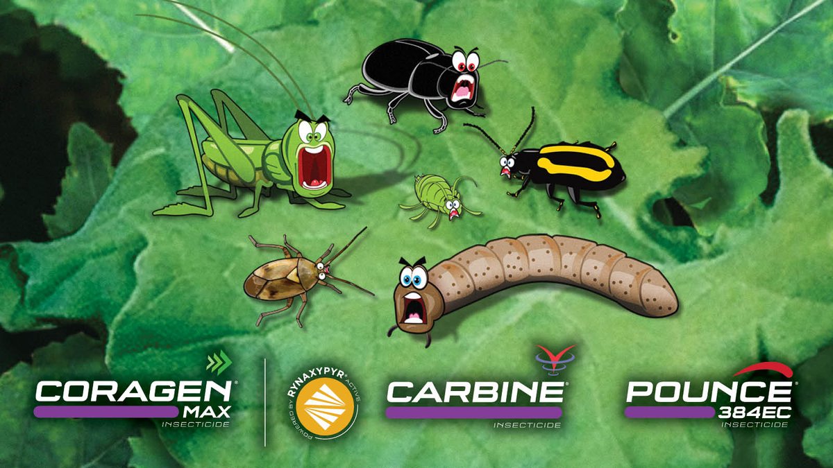 Flea beetles bugging you? Pounce® 384EC insecticide has your back. Grasshoppers? Protect your crops with Coragen® MaX insecticide. How about aphids, lygus or tarnished plant bugs? Carbine® insecticide delivers fast acting control. 

bit.ly/4aFIJEh

#WestCdnAg #spray24
