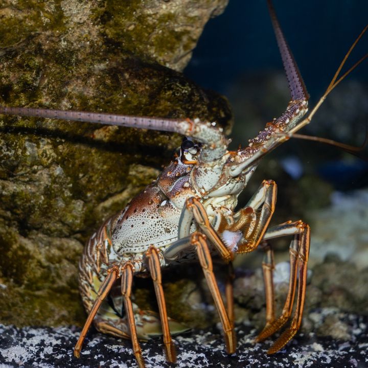 'Can you hear me now? Good!' Spiny lobsters lack the extra-large claws found on American lobsters. They do, however, have large, long antennas on the top of their heads that they use to keep predators at bay. Bet they get good signal, too. 📶