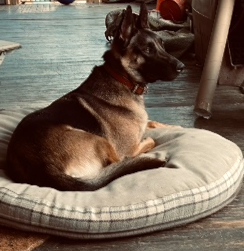 I haz to babysit my brudder tuday. Mom fownd a wasp hive so we kant play until tumorrow. Kyber