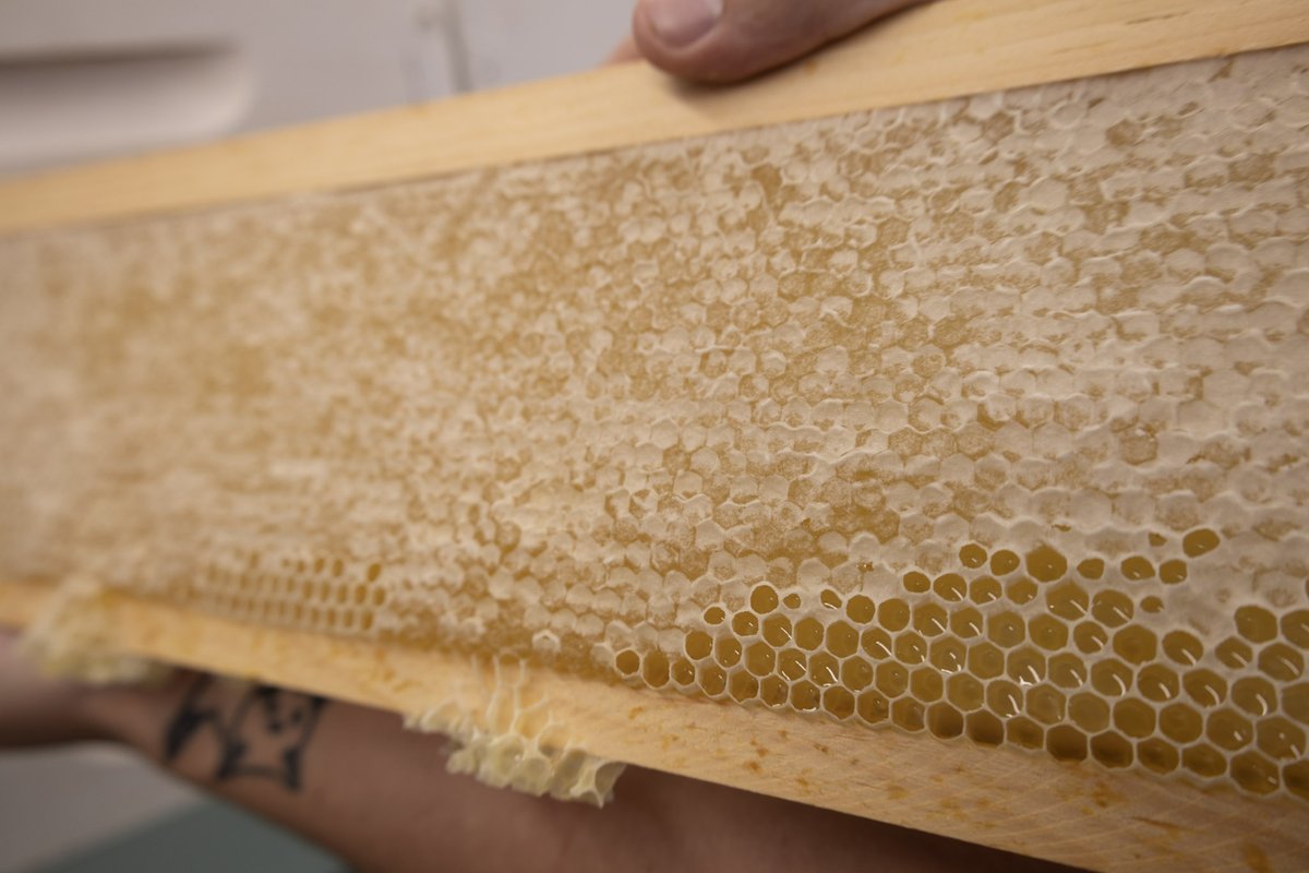 BvilleParks's tweet image. Ready to dive into the world of bees? 🐝 Visit #FischerFarm for an #IntroToBeekeeping class on Saturday, June 15! Learn the basics of beekeeping from Farm Beekeepers. Register by Saturday, June 8, and become a bee enthusiast! 🌻🍯 #BeekeepingClass #SustainableLiving