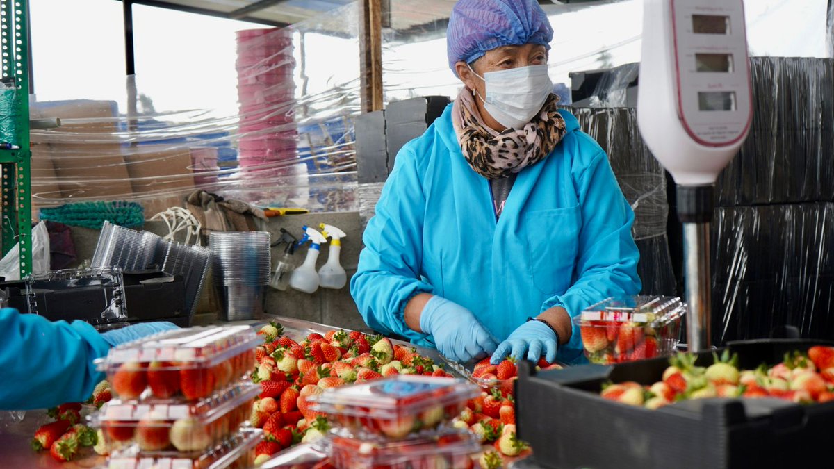 AgriculturaEc's tweet photo. ¡Tierra de flores y exquisitas frutas! En Ambato, el ministro @DPalaciosEc recorrió plantaciones de mora, frutilla, arándanos, manzana y una variedad de productos que esta tierra fértil produce. La asistencia técnica del MAG se evidencia en nuevas técnicas de cultivo y procesamiento sostenible que nuestros agricultores hoy implementan. Seguimos fortaleciendo sus capacidades para lograr mayor competitividad en mercados nacionales e internacionales. #ElNuevoEcuadorResuelve
