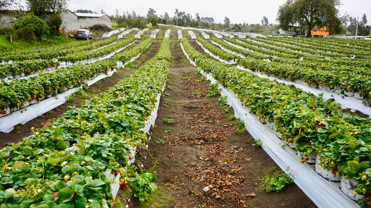 AgriculturaEc's tweet photo. ¡Tierra de flores y exquisitas frutas! En Ambato, el ministro @DPalaciosEc recorrió plantaciones de mora, frutilla, arándanos, manzana y una variedad de productos que esta tierra fértil produce. La asistencia técnica del MAG se evidencia en nuevas técnicas de cultivo y procesamiento sostenible que nuestros agricultores hoy implementan. Seguimos fortaleciendo sus capacidades para lograr mayor competitividad en mercados nacionales e internacionales. #ElNuevoEcuadorResuelve