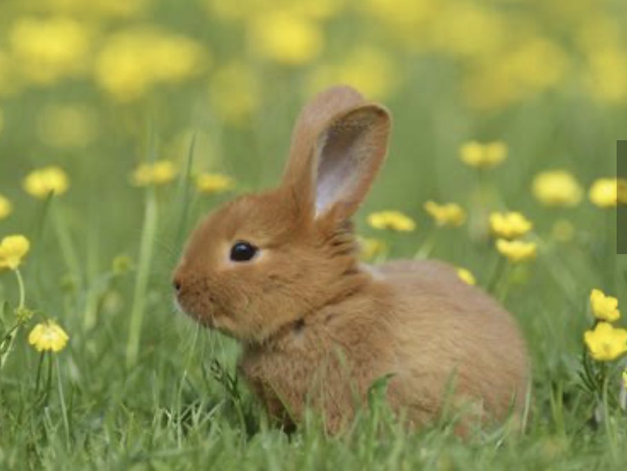 Lyricsoftheda14's tweet image. Ramble with joy
Curiosity leads
Dazzling adventure 

#vss365 #haiku #shortform #ramble #WritingCommunity #poetrycommunity #poetry