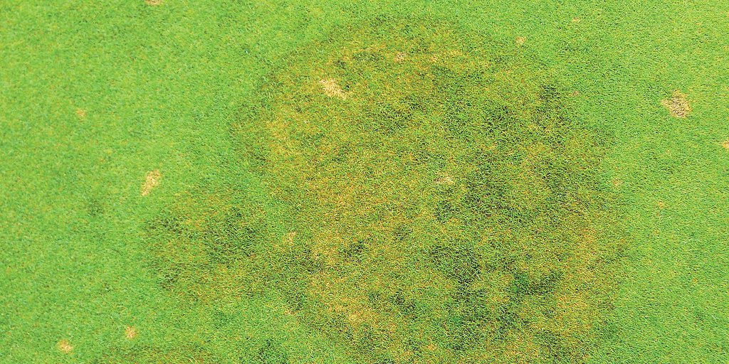 #DYK Brown patch symptoms can vary depending on grass species and mowing height? @TurfgrassGiese and @TurfTownsend have tips for controlling #brownpatch on lawns Learn more: bit.ly/3UJWtY4