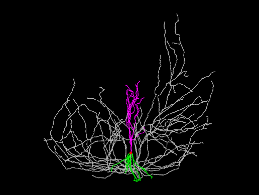 New agile release of NeuroMorpho.org available, v8.6.28, including 12 novel reconstructions in the Vlachos archive. neuromorpho.org/WIN.jsp