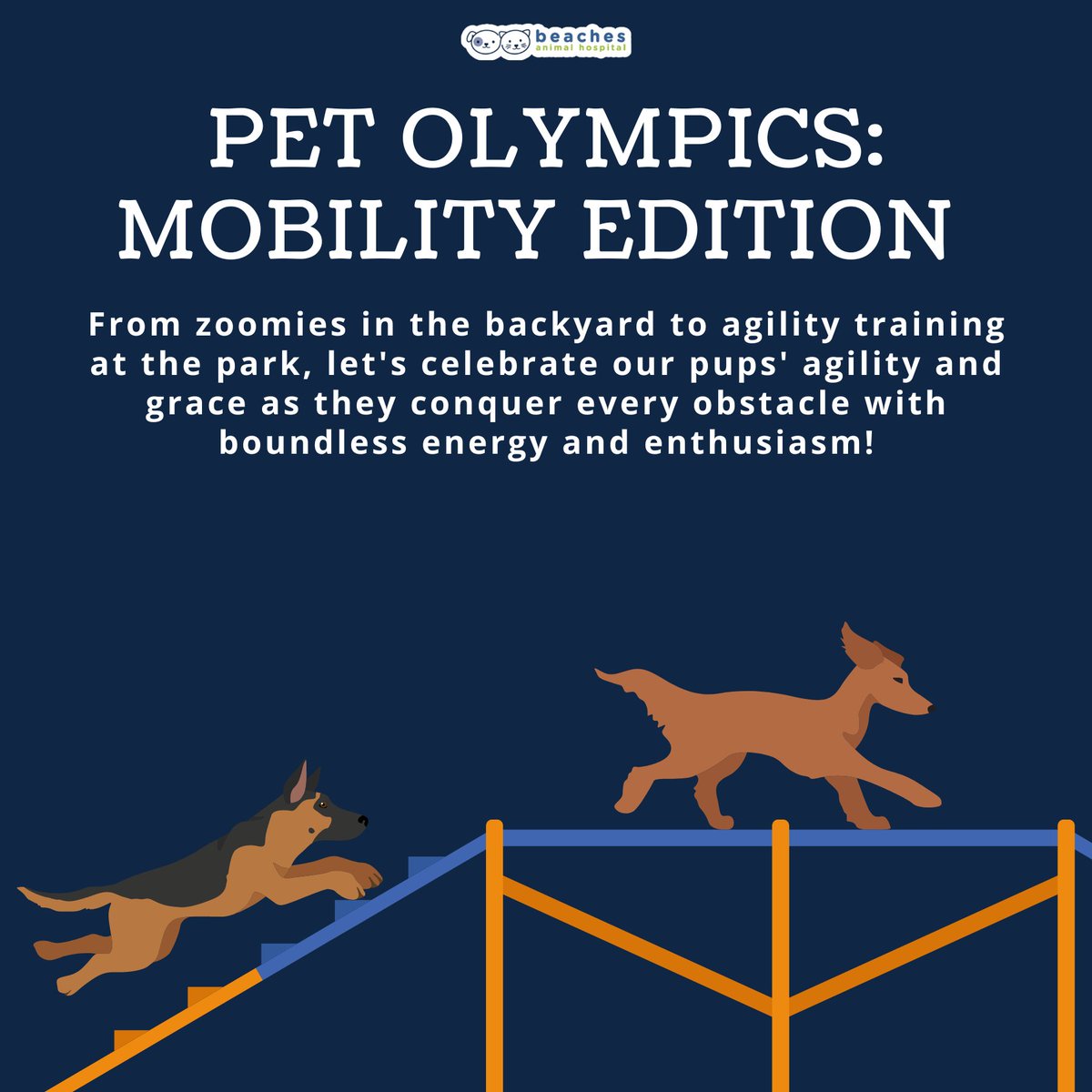 Whether it's the Synchronized Sprint, the High Jump Hurdle, or the Freestyle Fetch, our furry athletes are showcasing their incredible mobility skills with pride! 

#love #instagood #cute #pet #petstagram #photooftheday #instamood #adorable #instapet