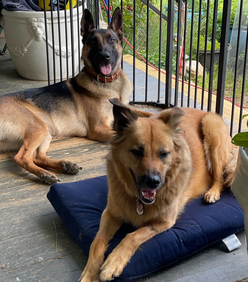 I better get paid xtra tuday beclaws he is a pain in my paws !!! Puppies are so silly. Kyber