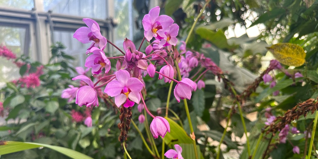 We are proud to have partnered with institutions from England, India, and North America to present ‘Orchids in the Wild - the Beauty of Nature’ at the RHS Chelsea Flower Show last week. View images from the exhibit, then visit the Garden’s Tropical Greenhouse to see orchids.