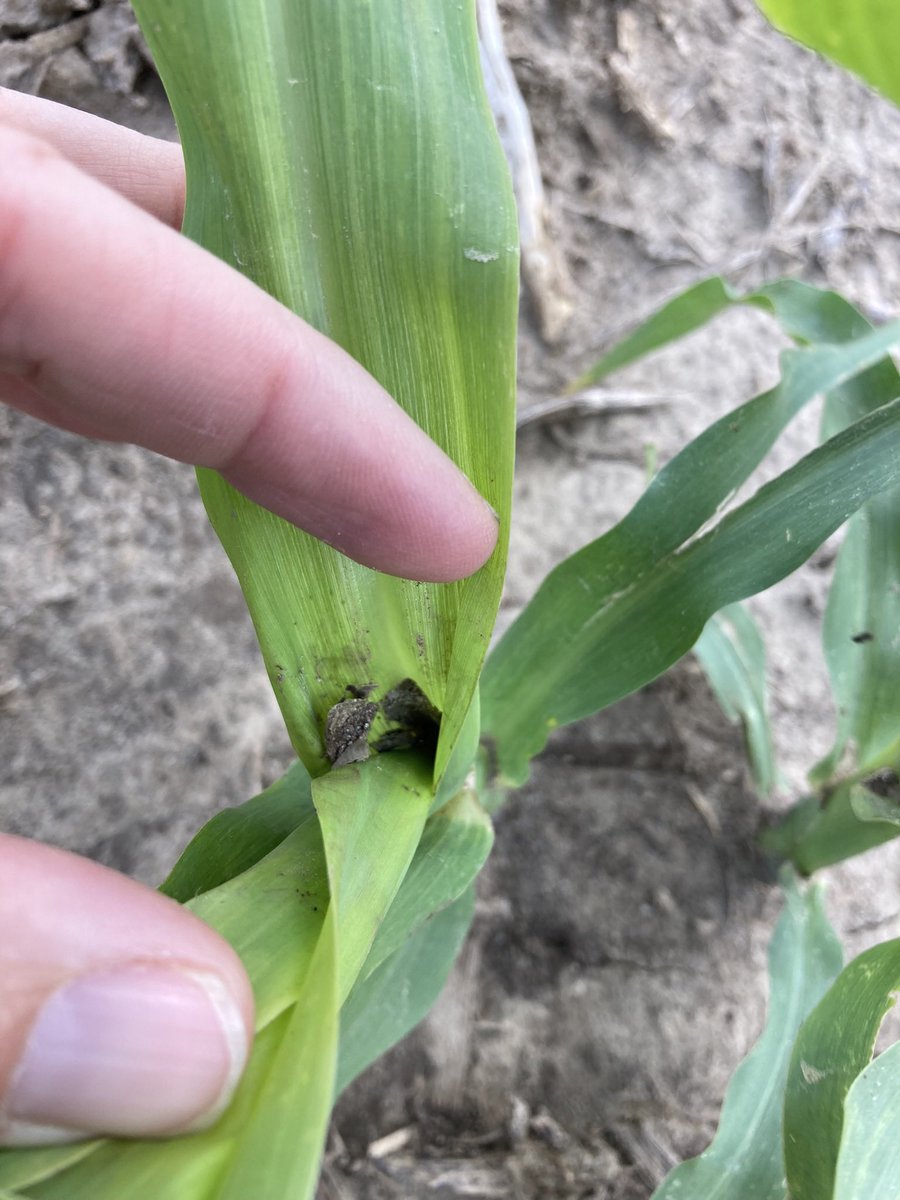 About to find out which hybrids handle physoderma….. <a href="/alisonrISU/">Alison Robertson</a>  hope you still had some trials out!