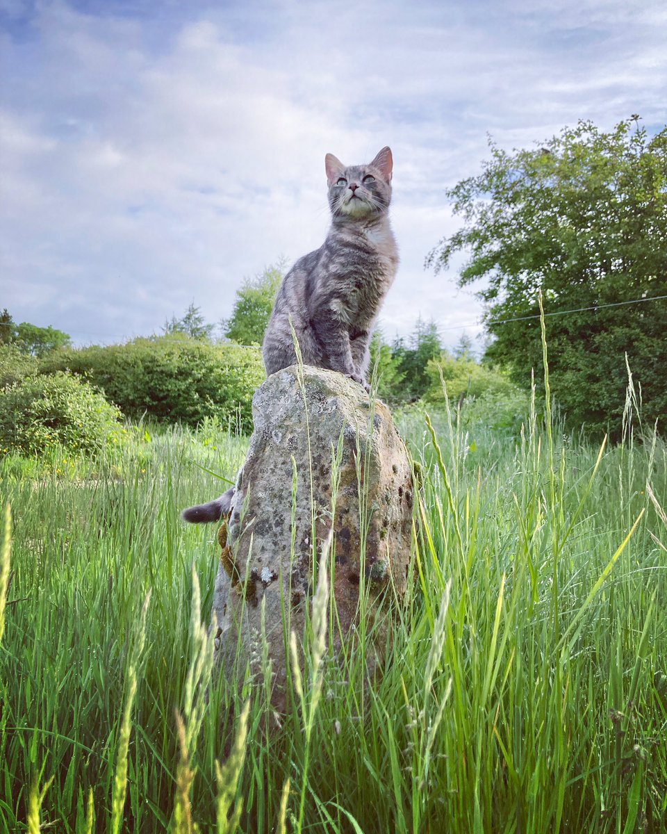 urbancyclist's tweet photo. Madam has been a nightmare for various reasons lately. But it canโt be denied she looks good while being a fuzzy little pain in the arse.
#cat #tabby #silvertabby #tabbiesofinstagram #catsofinstagram #rescuecat #sspca #regalcat #poser #smallholding https://t.co/PWgxOoLZpS