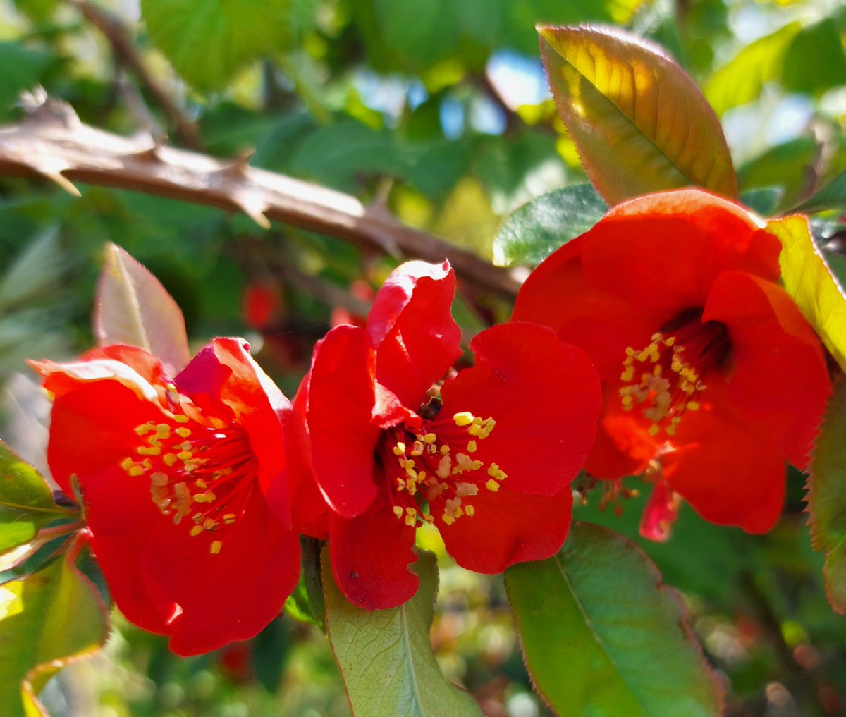 Chaenomeles Superba - Red Trail