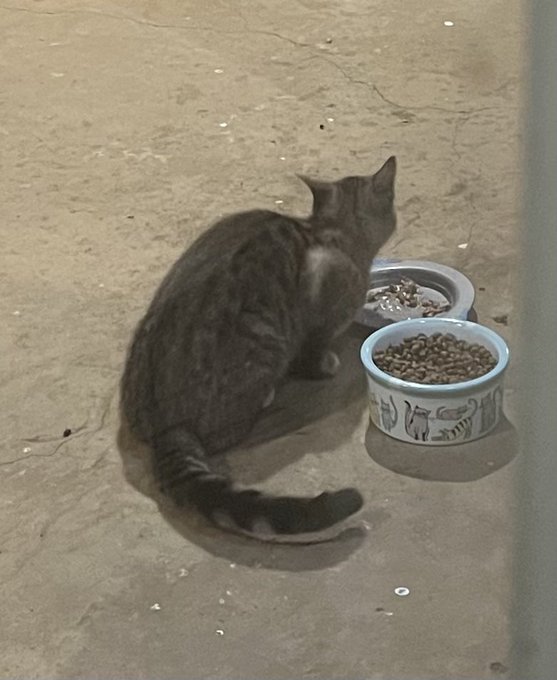This one showed up two nights ago. It&rsquo;s an adult, but I don&rsquo;t know what sex it is. Yet, another one 🤦🏻&zwj;♀️