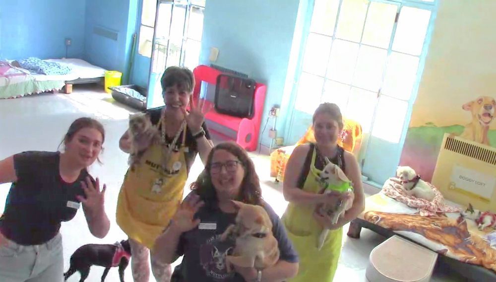 And we're live! 📹 Tune into the Muttville WAGCAM and see what's happening with our #dogs and people in the Doggy Loft. Who's lounging on the futons? Anyone going out for a walk? Volunteers making new friends? 
buff.ly/3EhQz8N
May is #NationalPetMonth, #adopt a #dog!