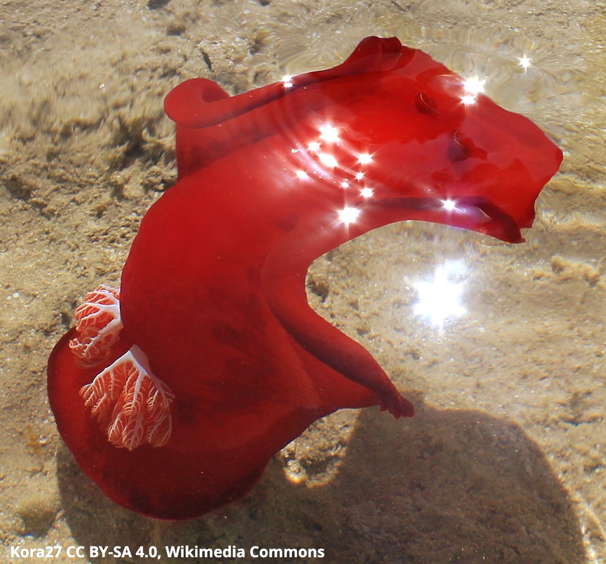 Have you ever spotted the Spanish dancer? This marine gastropod swirls in the water when threatened—with its appendages flailing, reminiscent of the movements of a flamenco dancer’s skirts! It can be found in tropical waters like those off of Australia and Hawaii.💃