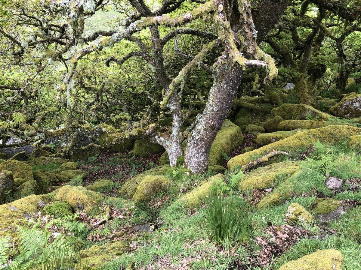 JaneSunflower's tweet photo. My first visit to a temperate rainforest. #WistmansWood, #Dartmoor. π Centuries of history, alive and green and magic.
#lostrainforestsofBritain #trees #oak https://t.co/JSfGUnS9ls