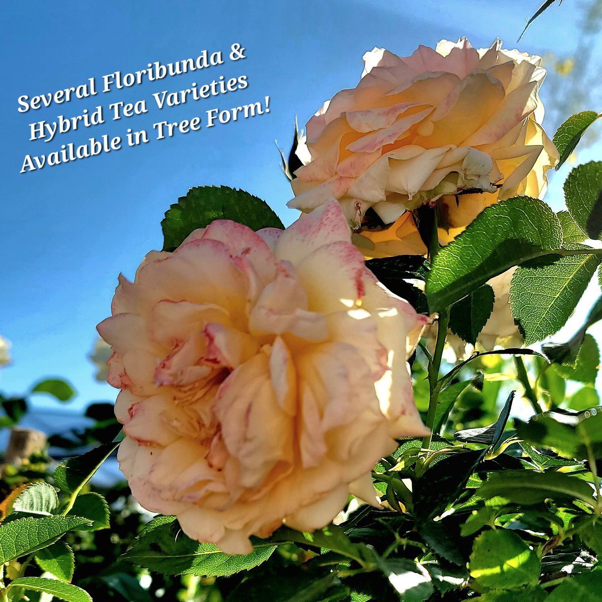 WhiteForestNurs's tweet photo. Outstanding eye-catchers, when driving by homes, are fully bloomed tree roses. They're such an immaculate look, often with colorful groundcover, perennials, or annuals (4" squares, $1.19!) planted below them.
#TreeRose #RoseTree #GrowRoses #TotalNurseryLiquidation #Bakersfield https://t.co/XGDN7n1tYU