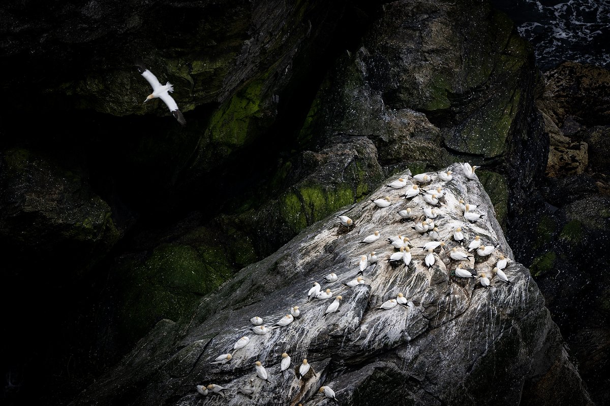 Gannets at Hermaness, #Shetland today.